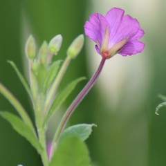Pink wild flowers 