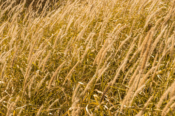 Tall gold grass
