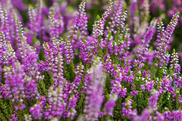 Field of pink heather
