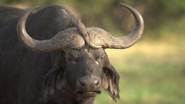 Cape buffalo bull with oxpecker sitting on its horns