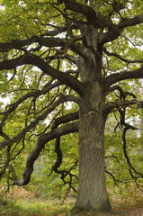 Vieux chêne rouvre centenaire (forêt de Rambouillet) 78  