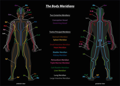Meridian system chart of TCM (Traditional Chinese Medicine). Isolated vector illustration on black background.