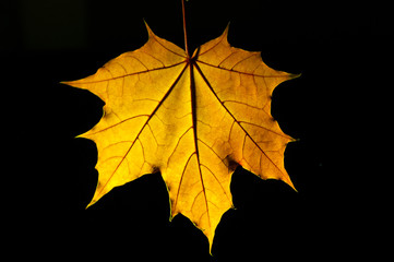 Yellow maple leaf isolated on a black background
