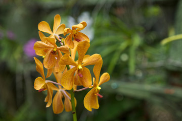 Orchidea gialla