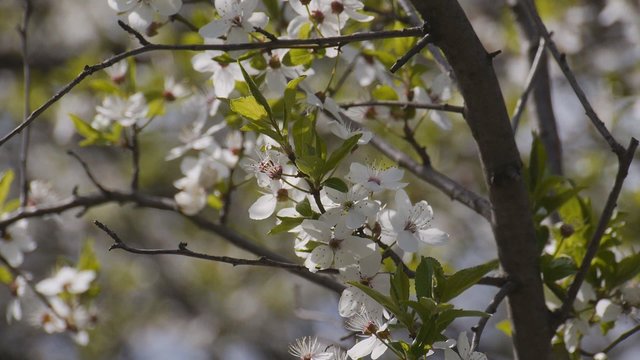  buds opening on the tree. spring flowering branch of the tree in spring