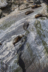 Fur seals (Arctocephalus forsteri) colony in Milford Sound, Fior