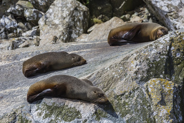 Fur seals (Arctocephalus forsteri) colony in Milford Sound, Fior