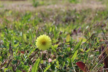 A small yellow flower in the grasses.