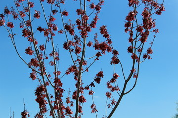 A beautiful sunny day with a blue sky and a tree with the red seeds. 