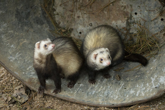 furets joueurs