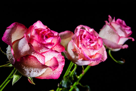 Pink rose on the black background