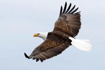 Photo sur Plexiglas Aigle Pygargue à tête blanche en vol