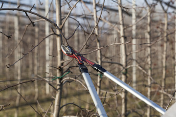 pruning in the orchard