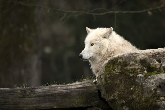 Loup blanc à l'affût