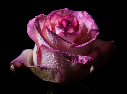 Fototapeta Pink rose on the black background