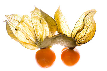 Zwei Physalis