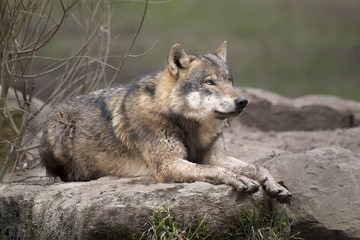 Obraz premium Loup gris