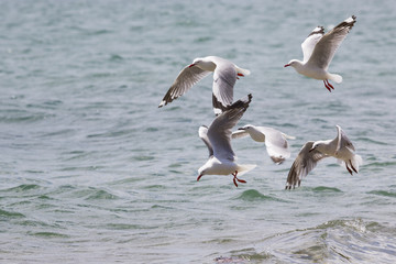 Sea Gull in New Zealand coast.