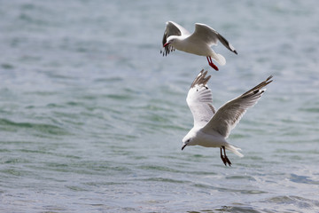 Sea Gull in New Zealand coast.