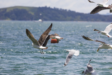 Sea Gull in New Zealand coast.