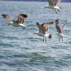 Sea Gull in New Zealand coast.