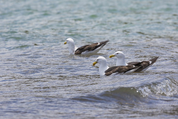 Sea Gull in New Zealand coast.