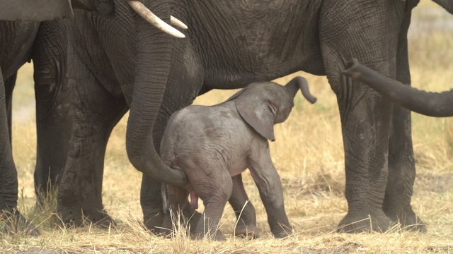 Incredible footage of newly born baby elephant being assisted by its mother
