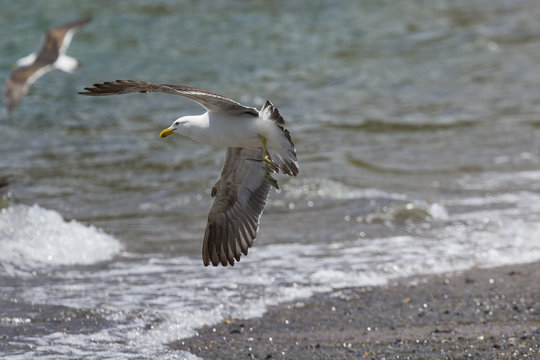 Sea Gull in New Zealand coast.