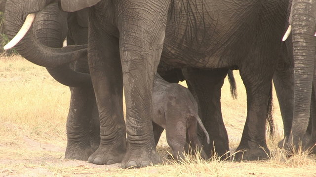 Newly Born Elephant Baby Struggling To Its Feet And Attempting To Suckle From Mother