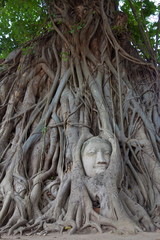 Buddha in Baumwurzel