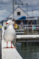 Seabird at Russell city. New Zealand.