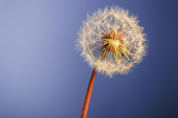 Pusteblume