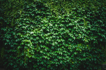 wall of green leaves