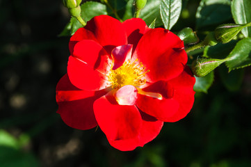 Red rose in the garden