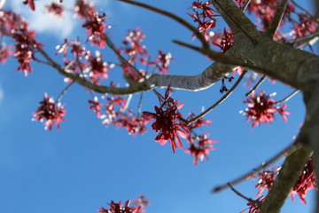 A beautiful sunny day with a blue sky and a tree with the red seeds.