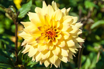Obraz premium Yellow dahlia in the park