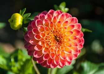 Washable wall murals Dahlia Red and yellow dahlia in the park