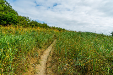 Track among tall grass, CAPE DISAPPOINTMENT TRAIL, Washington state