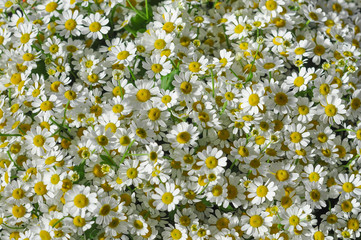 Daisy flower © Silvia Crisman