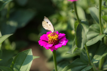 Wunderschöner Schmetterling im Frühling
