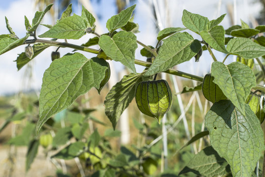 Cultivo de uchuva