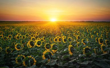 Obraz premium Sunflower fields in warm evening light.