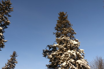 Верхушки деревьев со снегом на фоне неба зимним солнечным днем