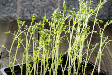 Green shoots of seedlings in trays