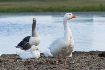 Naklejka na ściany i meble Goose with his family on the shore