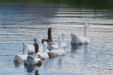 Flock of geese swimming in the pond