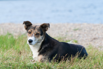 Dog lying on the grass near lake
