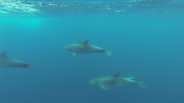 Delfine - dolphins - Schnorcheln - Snorkeling - Azoren Acores