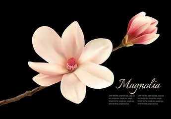 Fototapeta premium Beautiful white magnolia flower isolated on a black background.