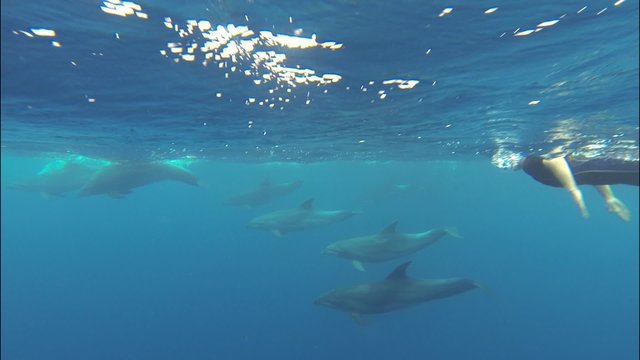 Delfine - dolphins - Schnorcheln - Snorkeling - Azoren Acores